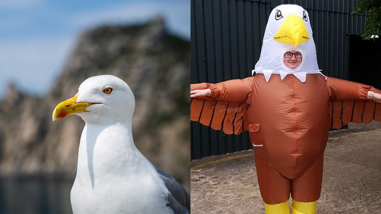 This Zoo Is Hiring People To Dress Up As Giant, Terrifying Birds To Ward Off Seagulls