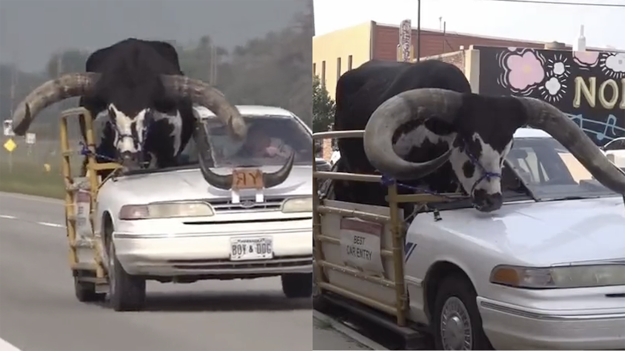 Watch: Dude makes custom seat so pet bull can ride shotgun, gets pulled over because cops won't recognize the awesomeness