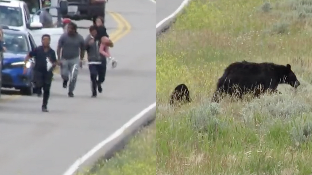 Watch: Idiot Yellowstone tourists charge at mama bear and her cubs... while holding a small child