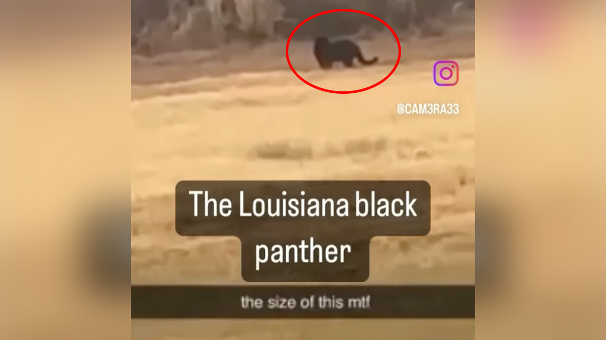 Watch: Black Panther Sightings Reported In Louisiana Parish, Residents Demand Answers