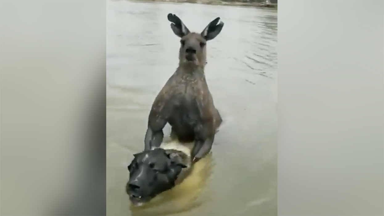 Video captures moment man saves his dog from being drowned by a kangaroo... by punching the kangaroo in the face