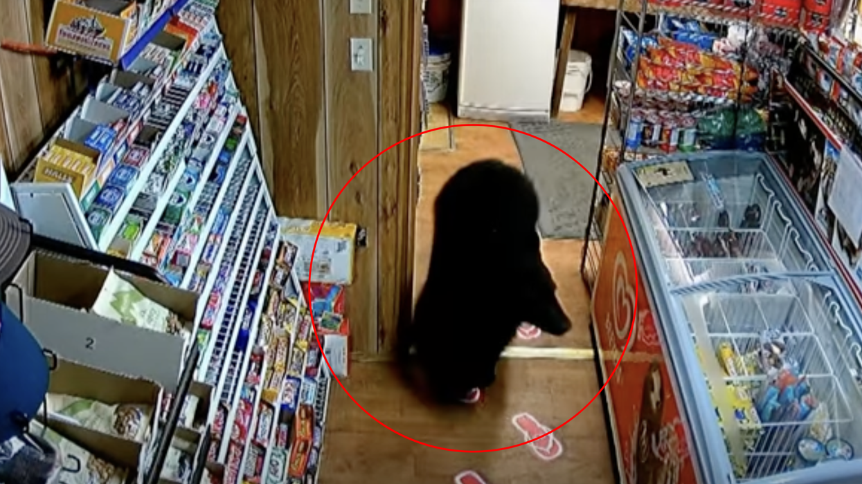 Watch: Black Bear Walks Into A Gas Station, Steals A Pack Of Gummy Bears, And Eats Them In Front Of Owner