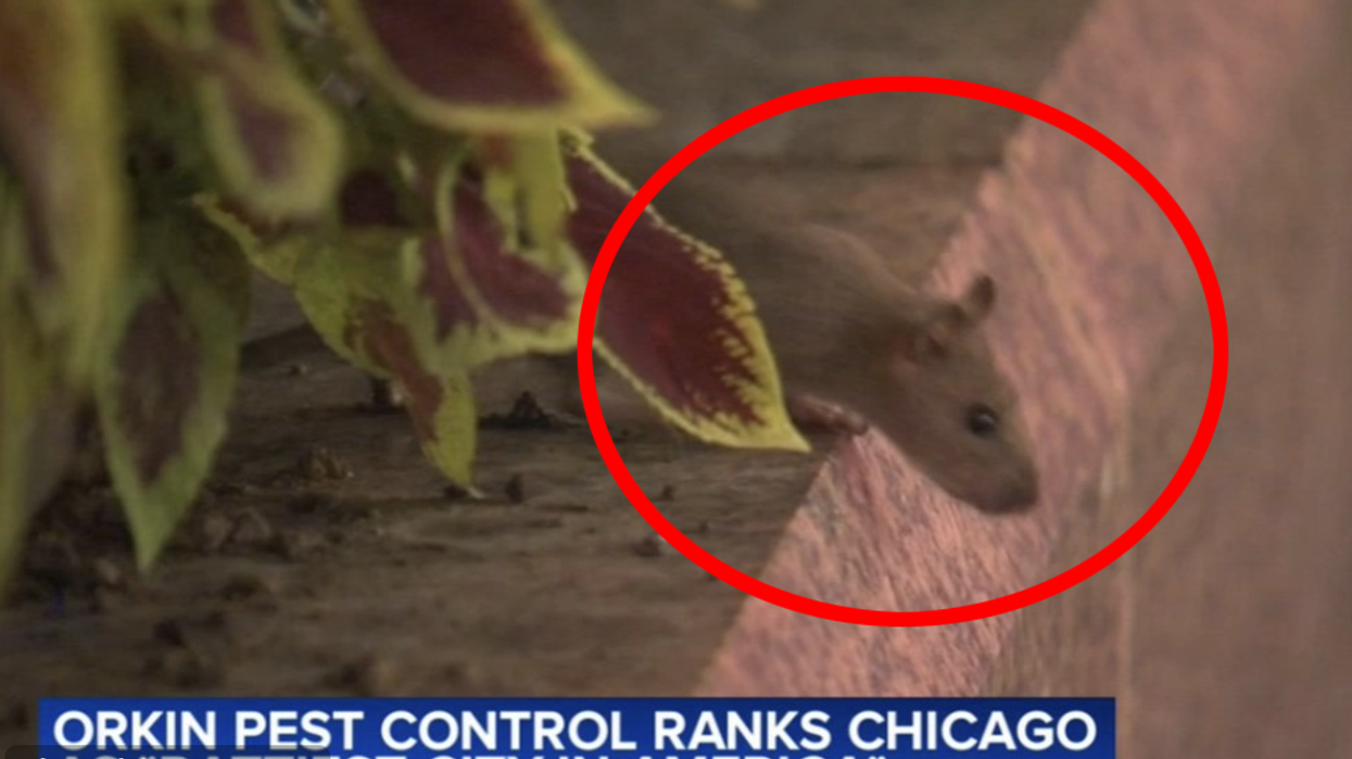 Chicago Tops Rattiest Cities List For Ninth Consecutive Year