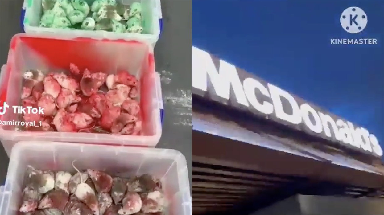 Watch: Schmuck dyes mice, throws them in a McDonald's yelling "Free Palestine!" Spoiler: It did not free Palestine
