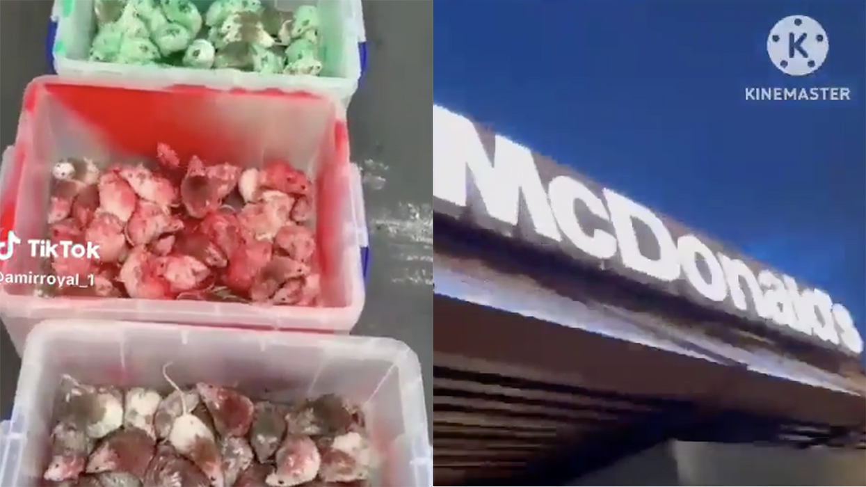 Watch: Schmuck dyes mice, throws them in a McDonald's yelling "Free Palestine!" Spoiler: It did not free Palestine