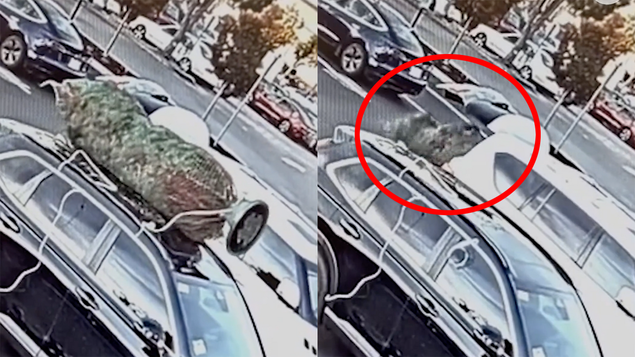 Watch: California crime is so out of hand, a guy named Jesus had his Christmas Tree stolen from the roof of his car