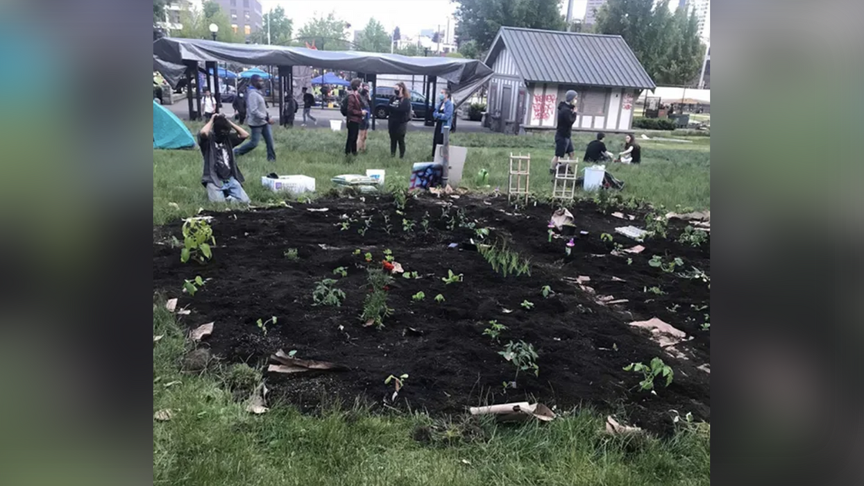 Seattle shuts down garden birthed from BLM movement, it attracted too many druggies and "a significant rodent problem"