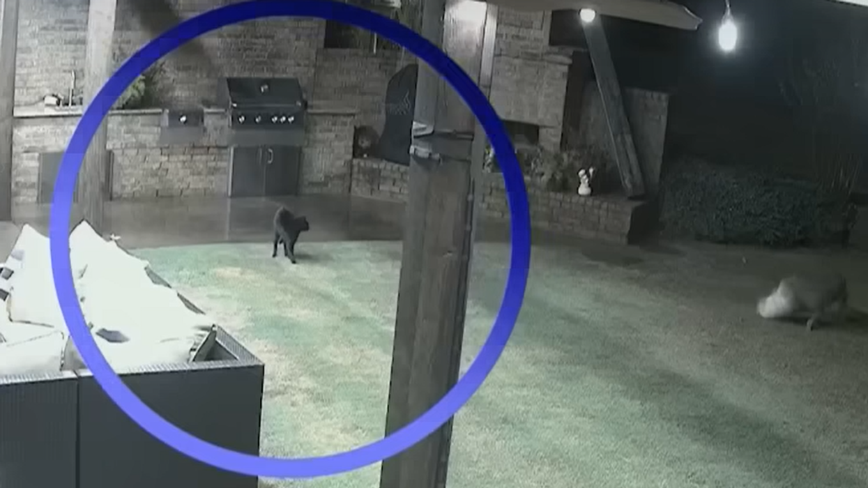 Watch: Brave Cat Sees Dog Being Attacked By Coyotes, Goes Into Beast Mode To Save The Pooch