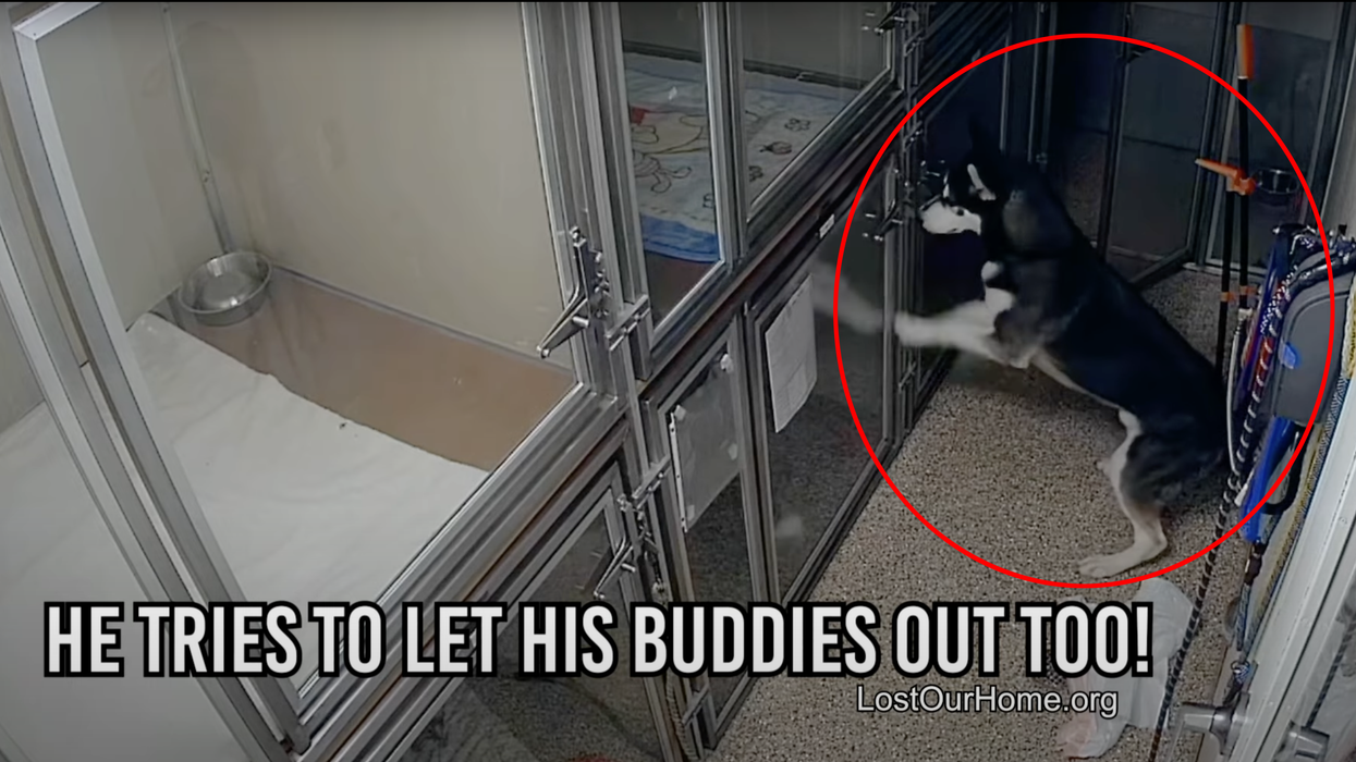 Watch: Pooch Caught Breaking Out Of Kennel At Animal Shelter, Attempts Jail Break Setting Other Dogs Free