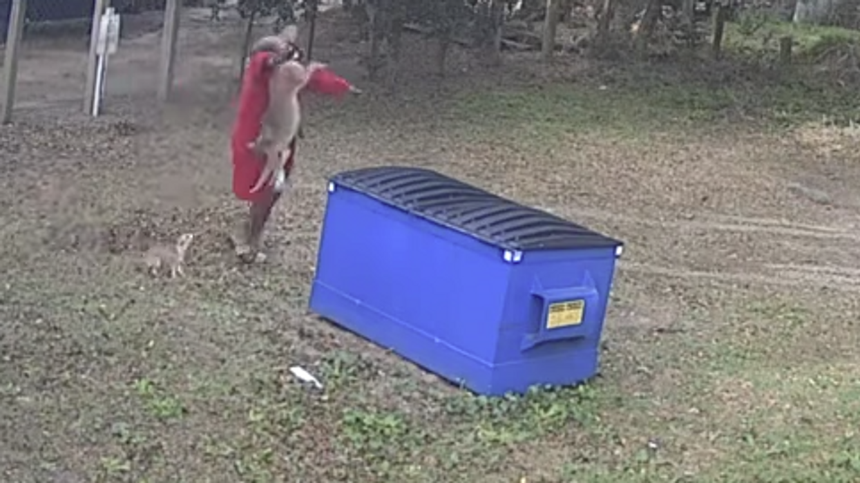 Watch: Man “Chokes Out” Coyote And Throws It In Dumpster To Save His Chihuahua From Attack