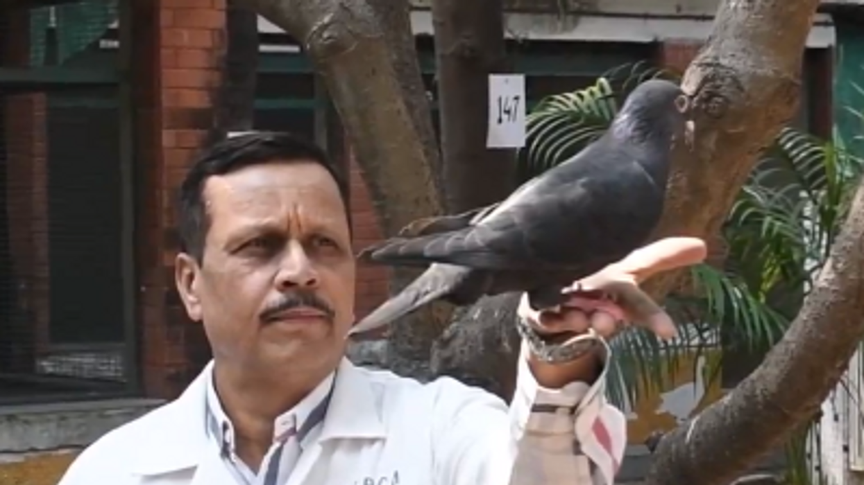 Watch: India finally releases Chinese spy pigeon who did nothing wrong, after holding the "prisoner" for eight months