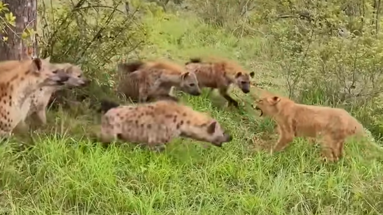 Watch: Lion Cub Tries To Take On A Pack Of Hyenas And Fails... Until His Mom Saves The Day