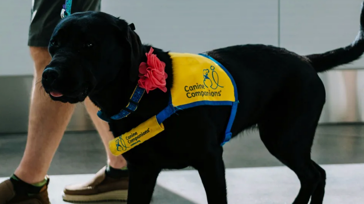 College makes up shiny new microaggression: looking at service dogs (oh, and it's hurtful to say "hey guys")