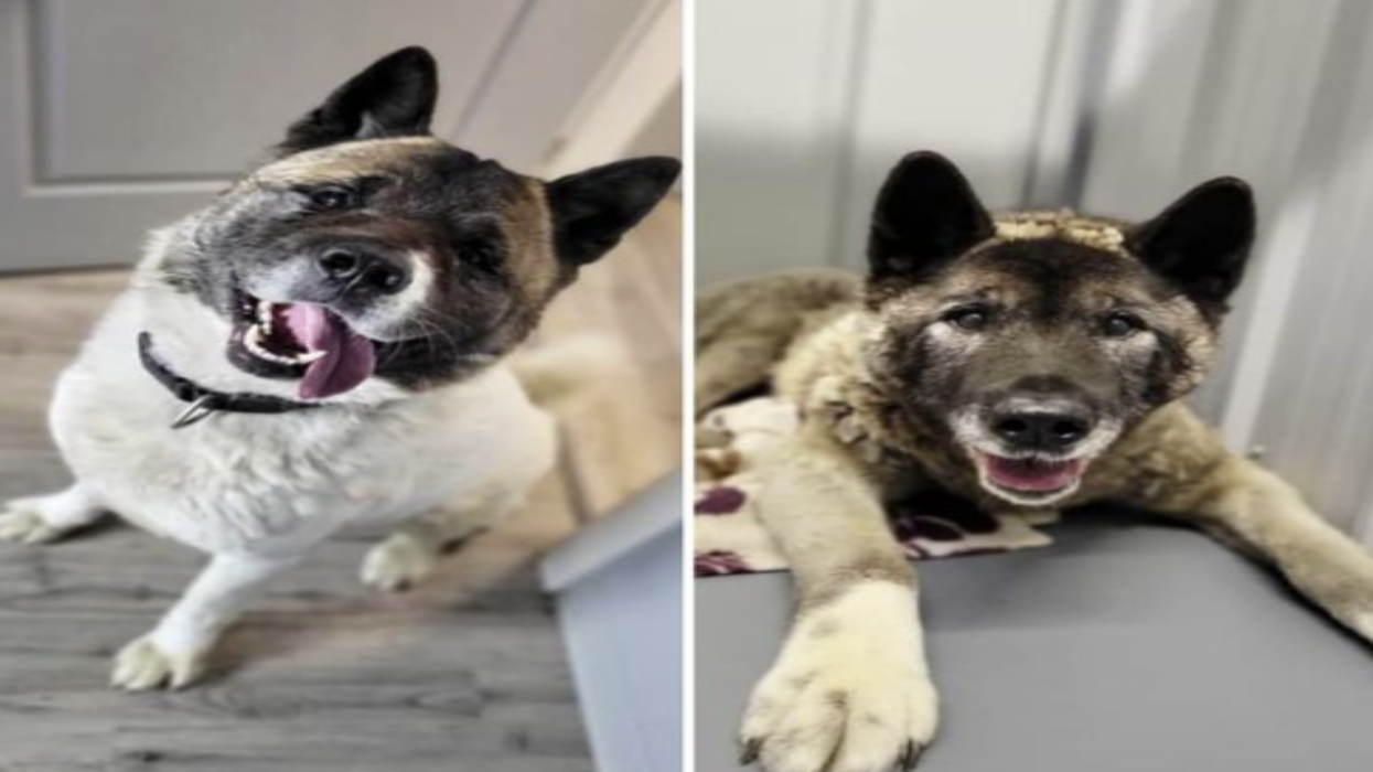 A dog named 'Hero," the bestist boy, protected his owner for TWO DAYS and fought off coyotes while his owner was trapped