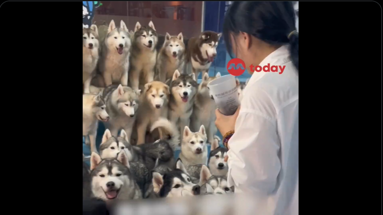 Watch: Chaos Erupts After 100 Huskies Escape In Chinese Mall Because Someone Forgot To Close The Gate