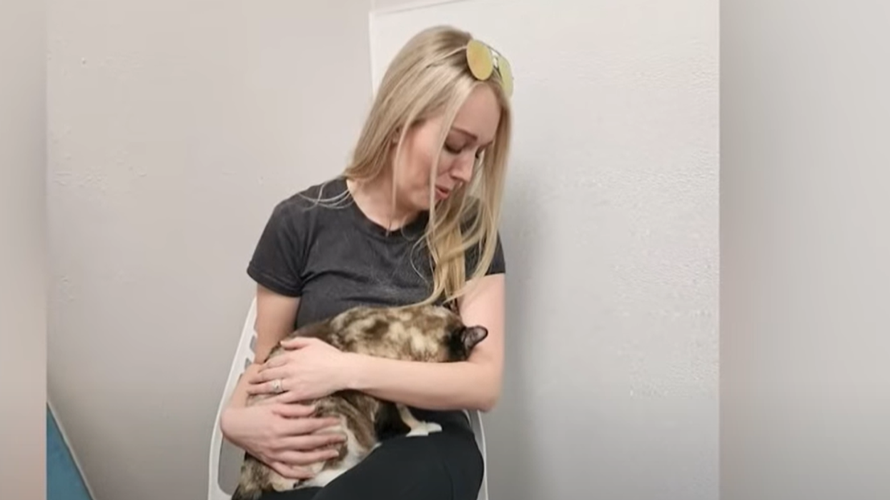 Whoops! Couple Accidentally Ships Their Cat To California From Utah With Amazon Return