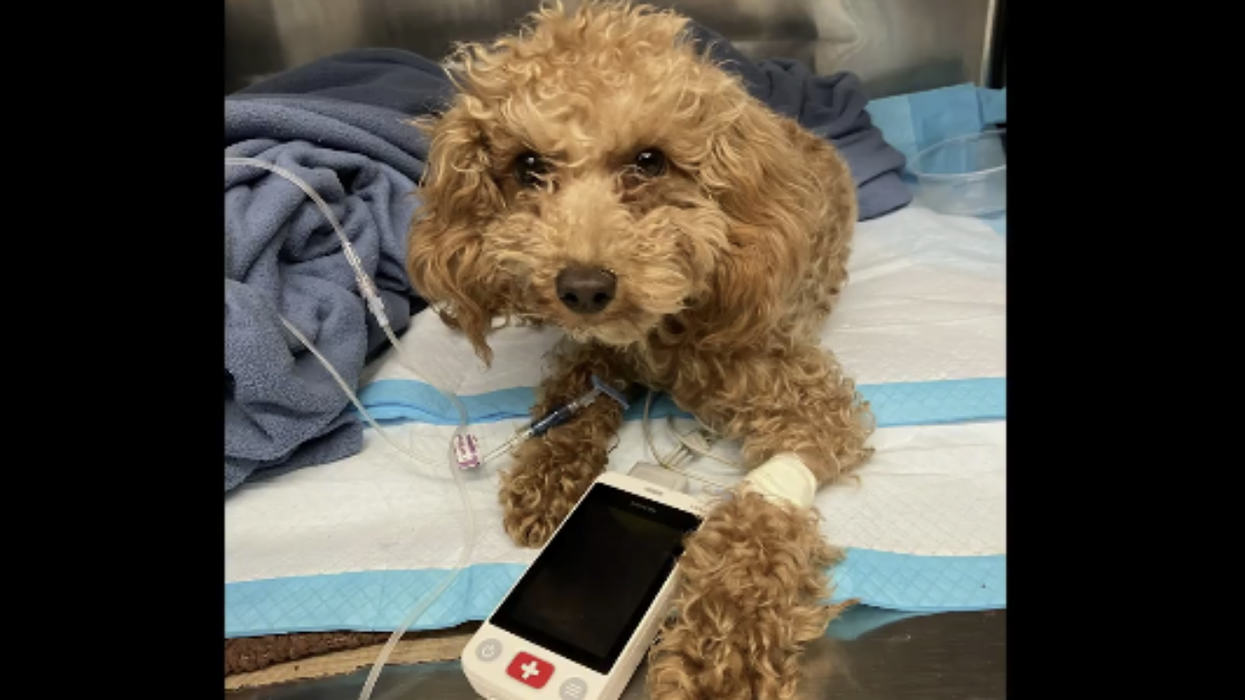 Watch: Heroic officer fights back tears, saves puppy suffering “horrific injuries” from insane owner