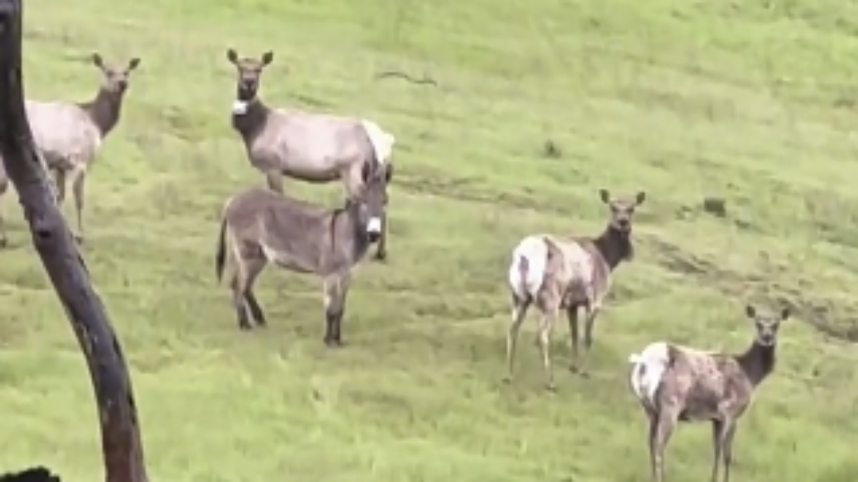 Watch: Man discovers his pet donkey living with a herd of elk FIVE YEARS after the donkey disappeared