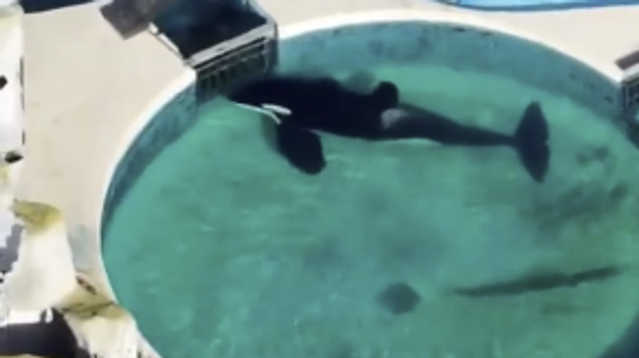 Activists Demand Argentina Release Lonely Whale After Release Of Heartbreaking Video