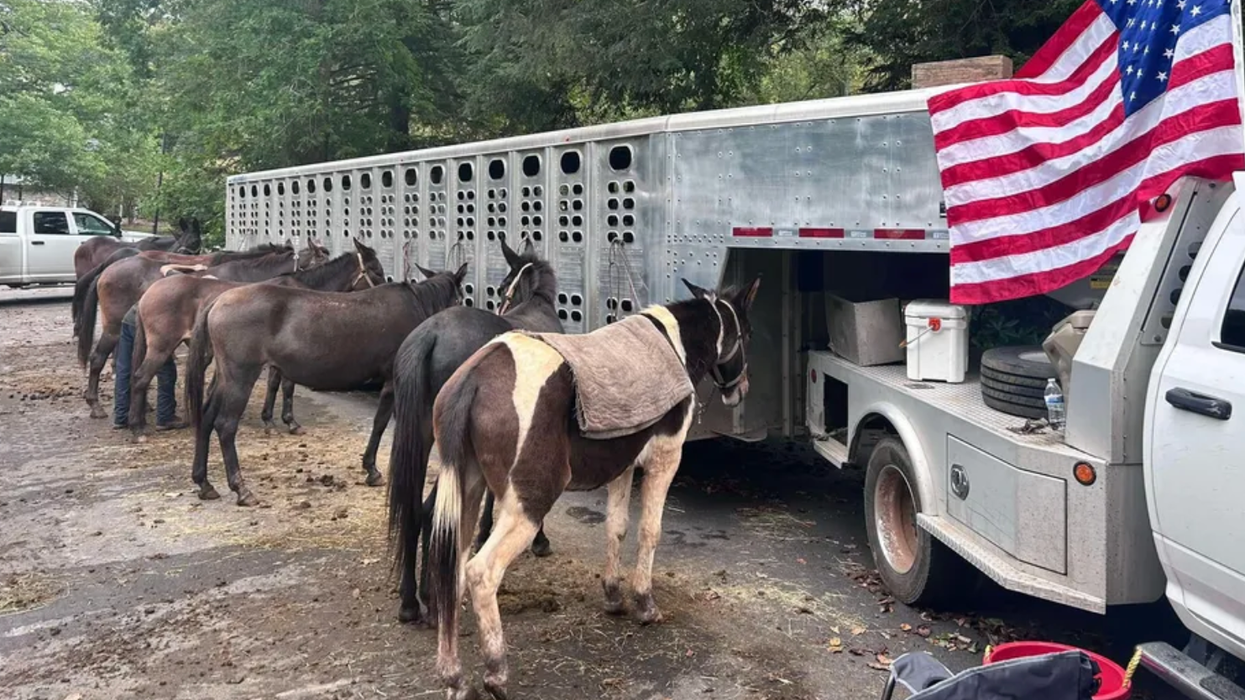 While government is nowhere to be found, MULES are bringing aid to hurricane victims