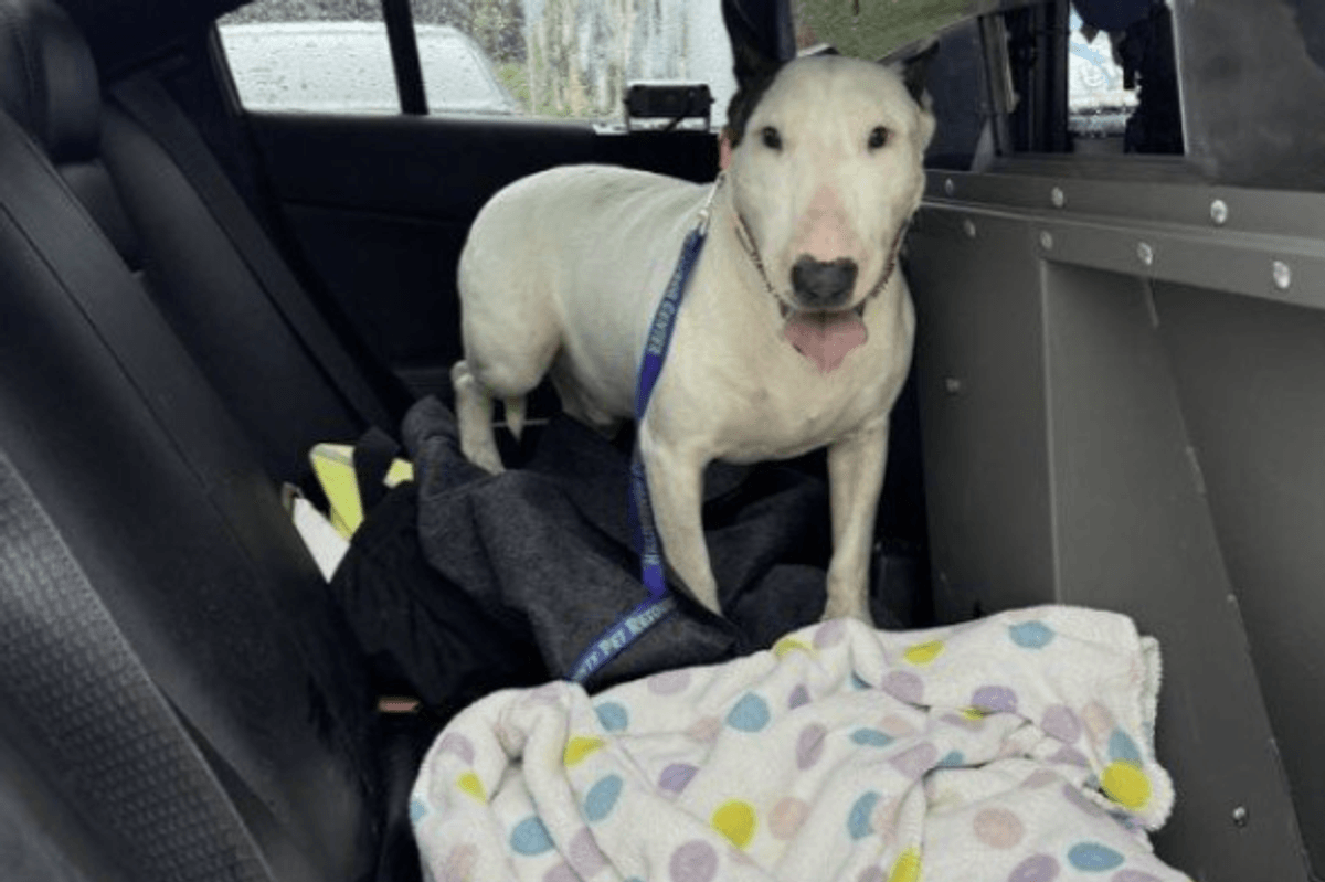 Dog rescued after scumbag left him tied to a fence during Hurricane Milton is doing better than ever