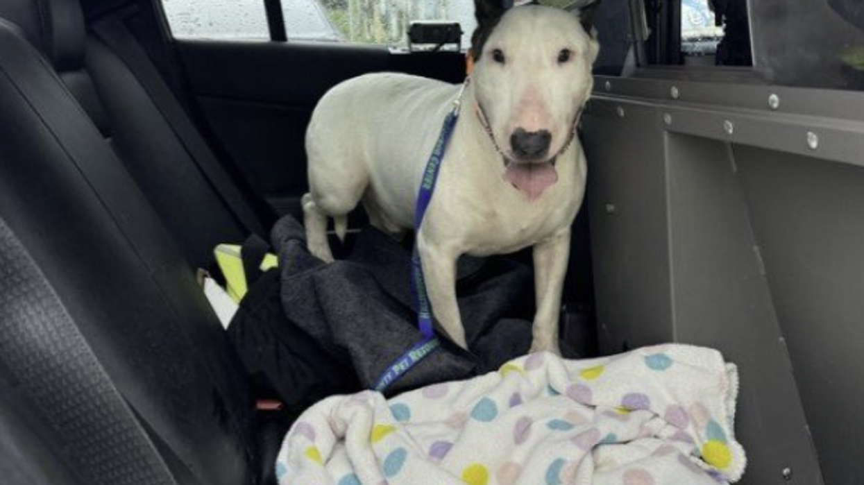 Dog rescued after scumbag left him tied to a fence during Hurricane Milton is doing better than ever