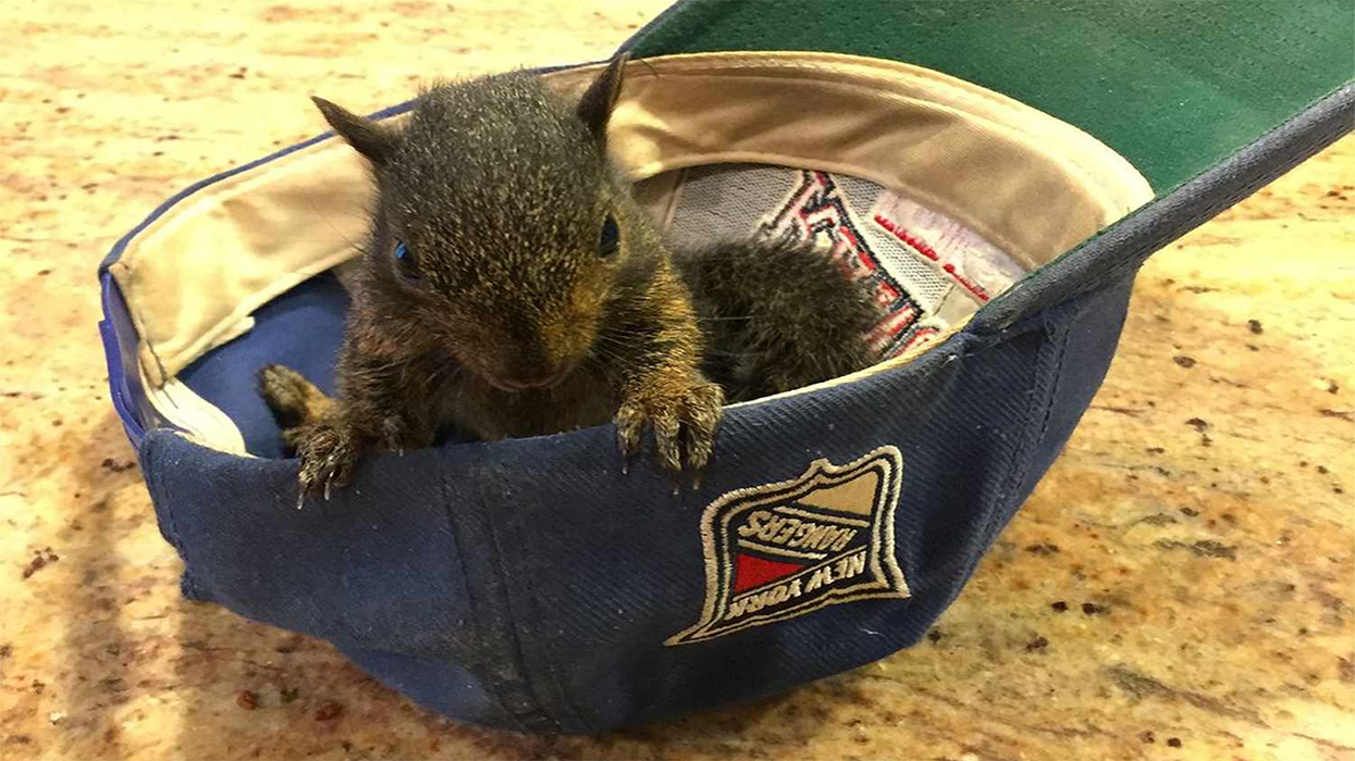 The Squirrel Heard 'Round the World