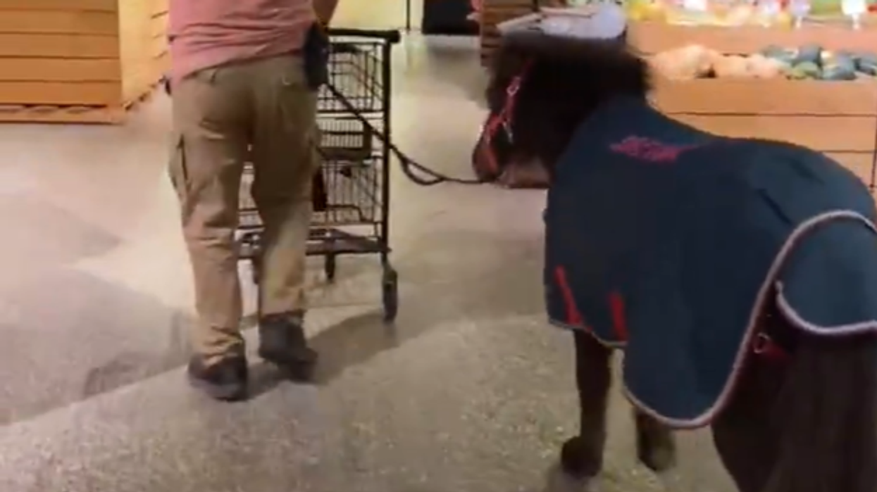 Watch: Man goes grocery shopping with his horse, because it's his SERVICE horse, of course