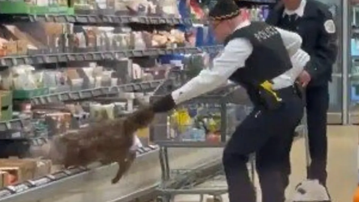 Watch: Police pull out a coyote from a Chicago produce section and... wait, a coyote?!
