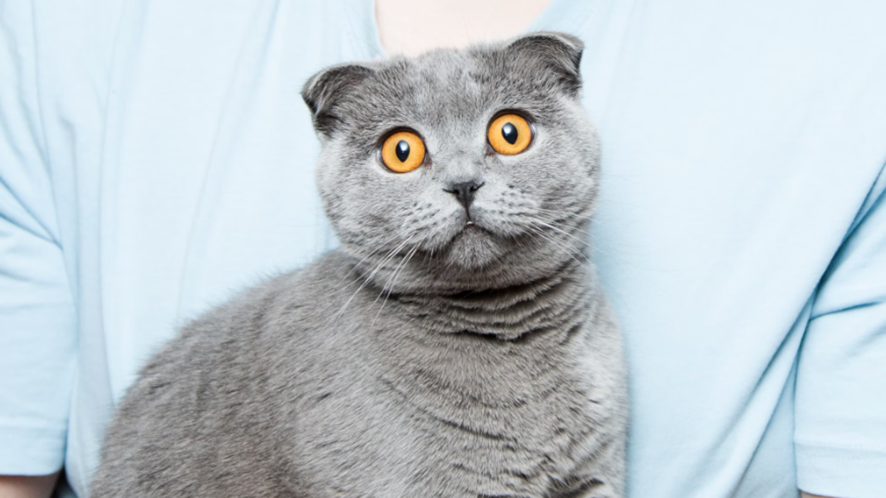 Furry convention officials were forced to issue a stern warning to attendees: no bestiality.