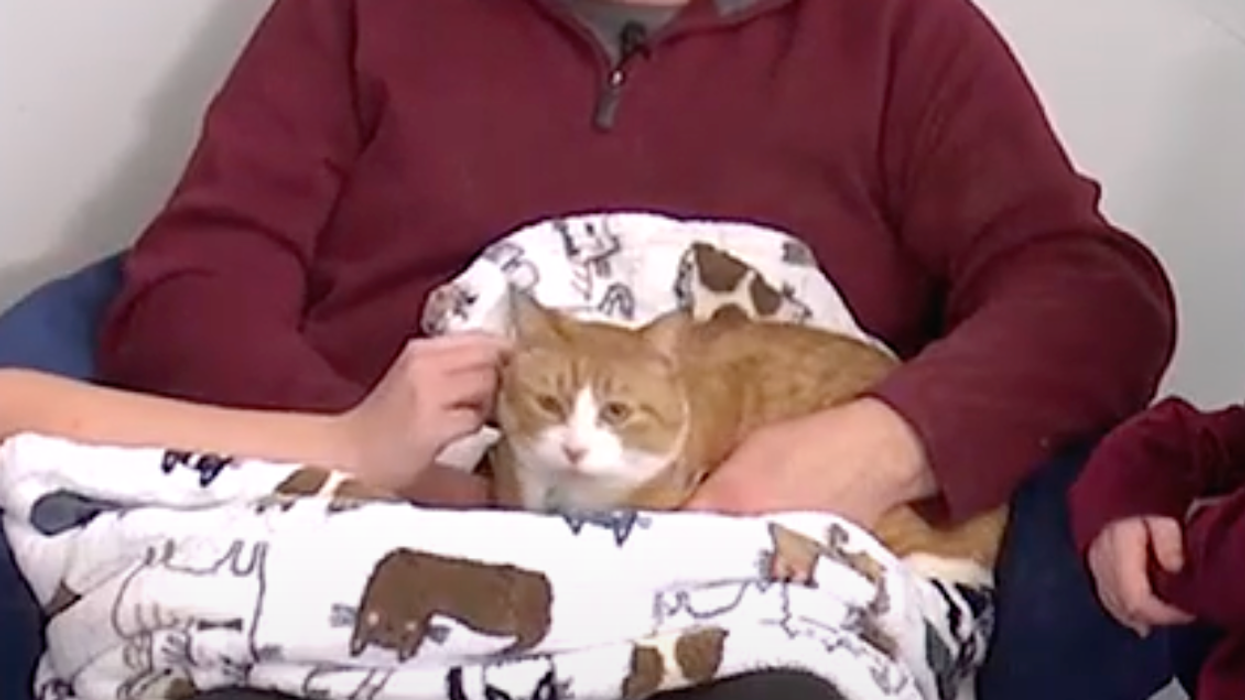 Military family reunited with their missing kitty after the movers discovered where the cat had been hiding for three weeks