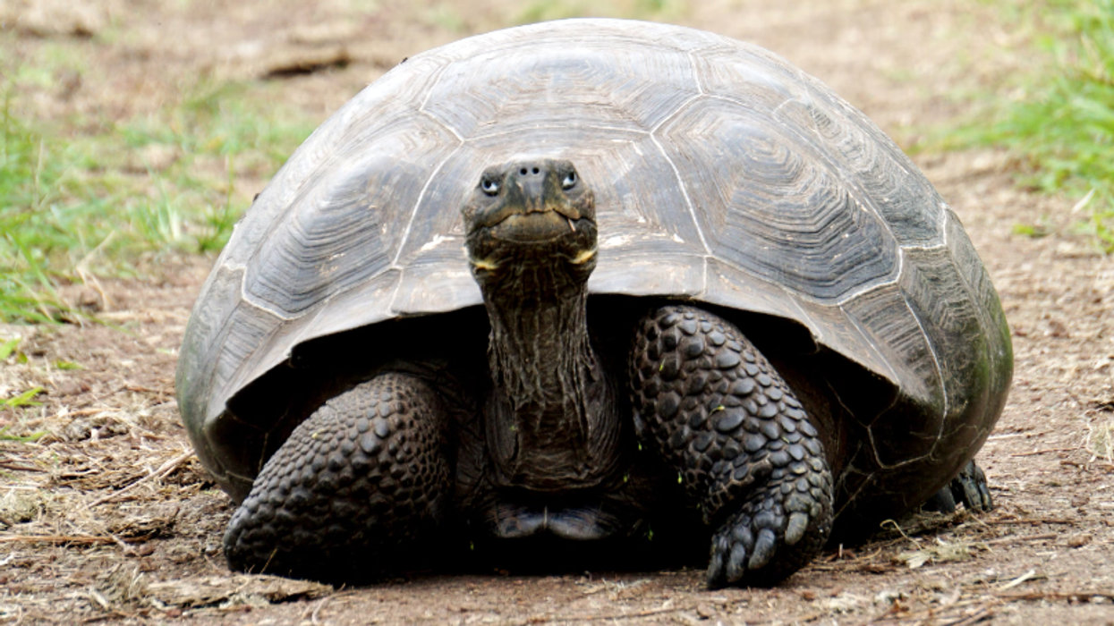 A woman who identifies as a turtle is somehow on Oregon's mental health advisory board
