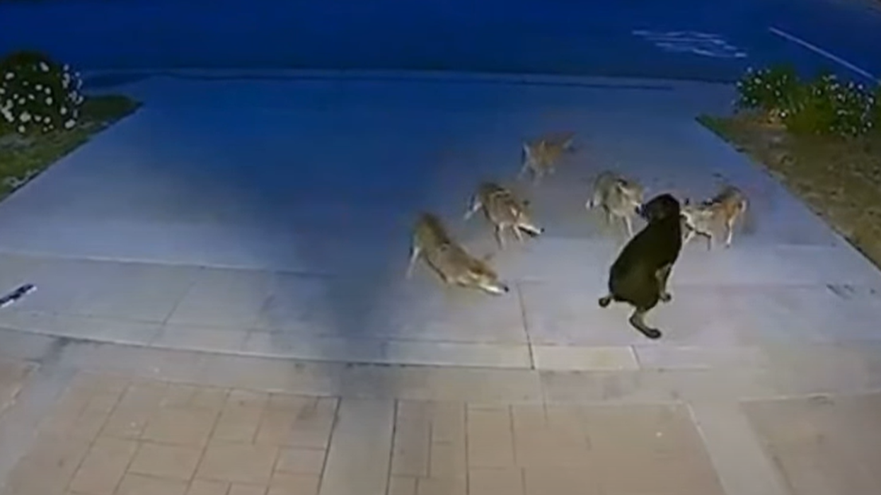 Watch: Brave Pup Fights Off Pack Of Coyotes In Suspenseful Video