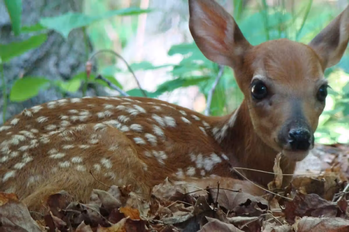 Woke bureaucrats want to put another beloved animal to death. Meet Peanut and Kota.