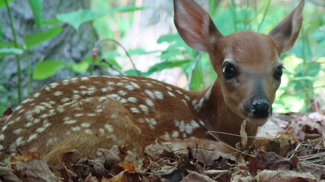 Woke bureaucrats want to put another beloved animal to death. Meet Peanut and Kota.