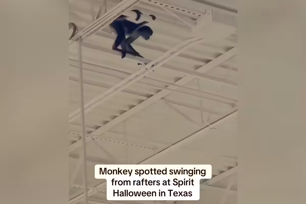 A monkey in a diaper causes a Texas Spirit Halloween store to go bananas