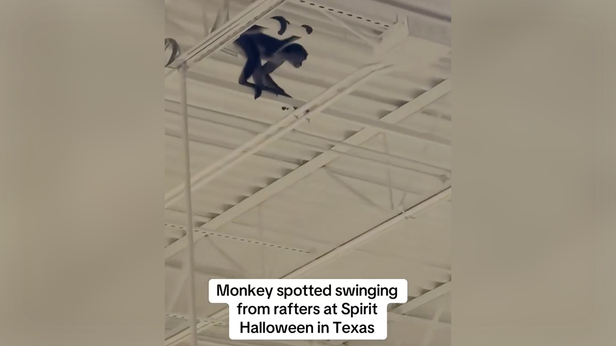 A monkey in a diaper causes a Texas Spirit Halloween store to go bananas