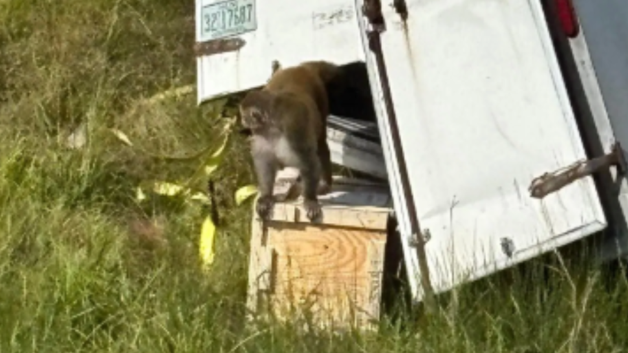 Mom Shoots Escaped Lab Monkey: "I did what any other mother would do to protect her children”