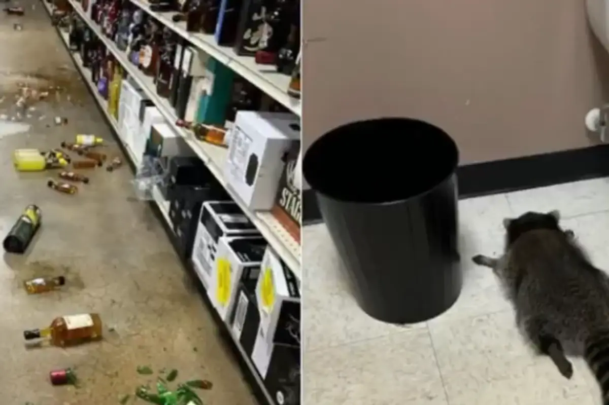 Drunk Raccoon "Arrested," Passed Out in Bathroom After Partying in a Liquor Store
