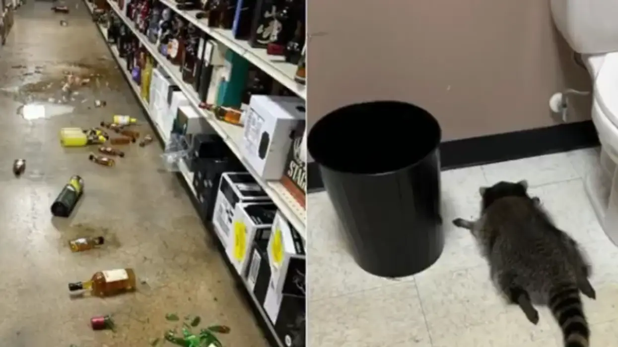 Drunk Raccoon "Arrested," Passed Out in Bathroom After Partying in a Liquor Store
