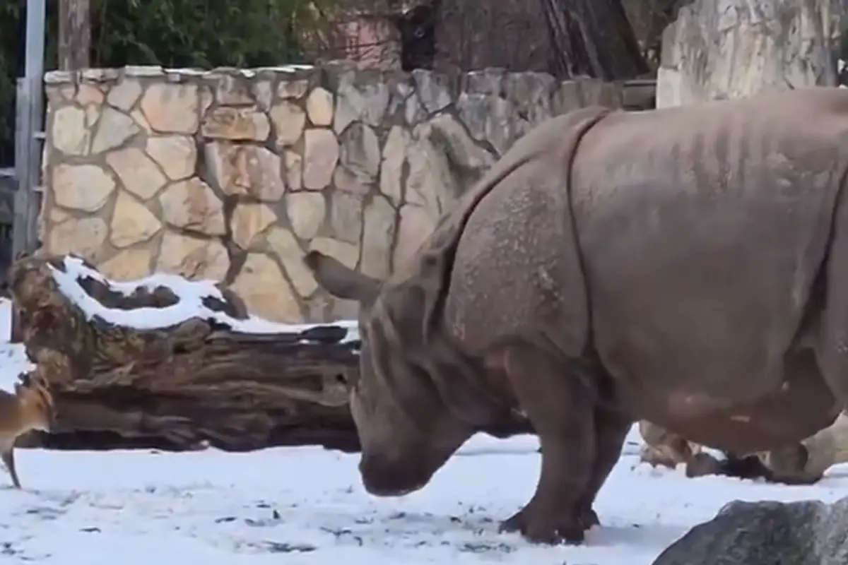 Small deer takes on a 1.7-ton rhinoceros... and WINS!