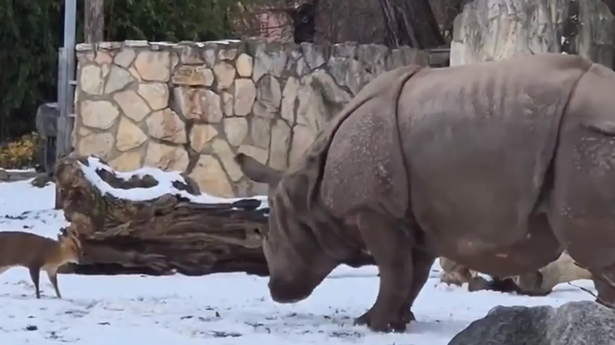 Small deer takes on a 1.7-ton rhinoceros... and WINS!