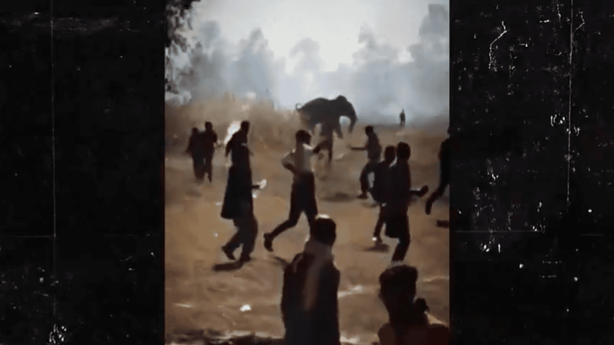 An Elephant At Large In India Has Killed Over 20 People