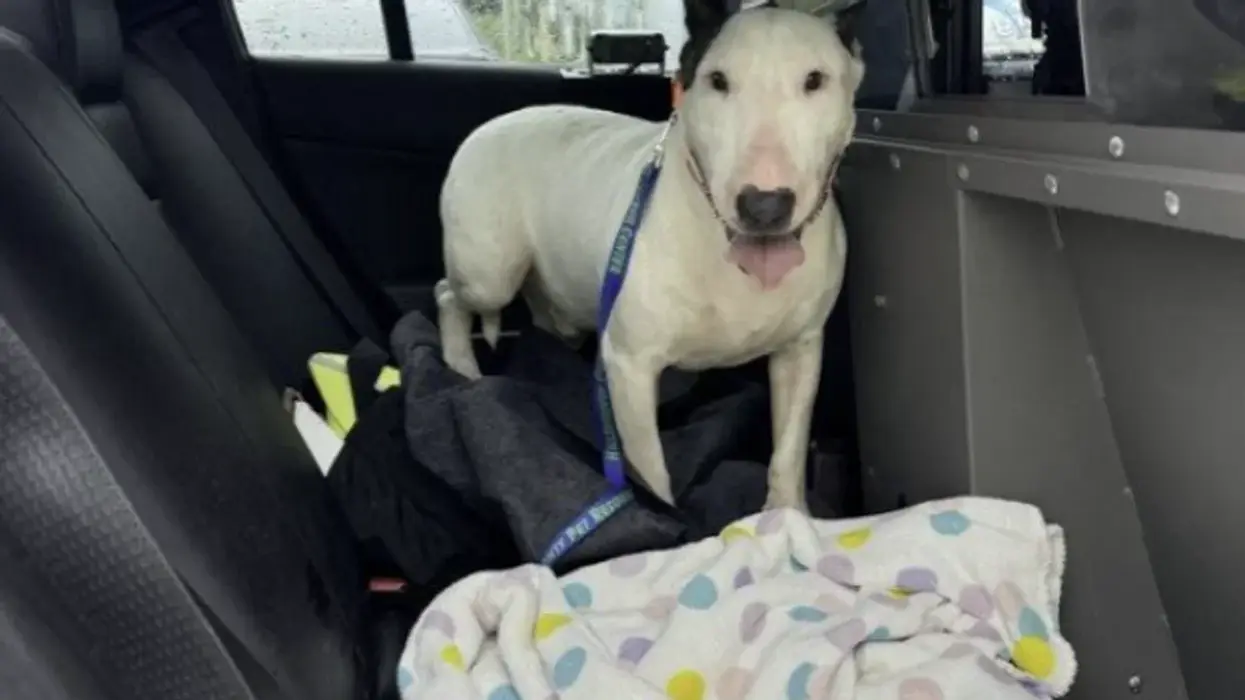 Justice! Ron DeSantis confirms evil Fl man who tied dog to fence during Hurricane Milton is arrested