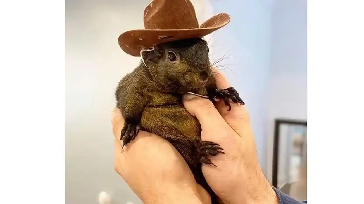New York officials ordered Peanut the Squirrel’s assassination A WEEK before he was squirrel-napped